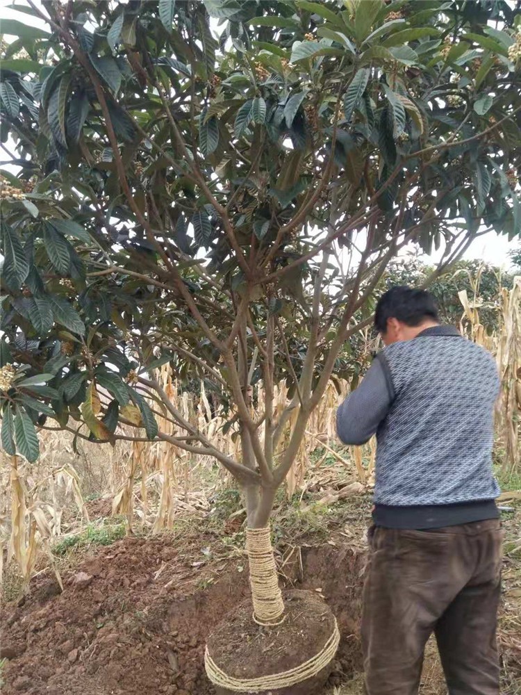 枇杷树,常绿苗木