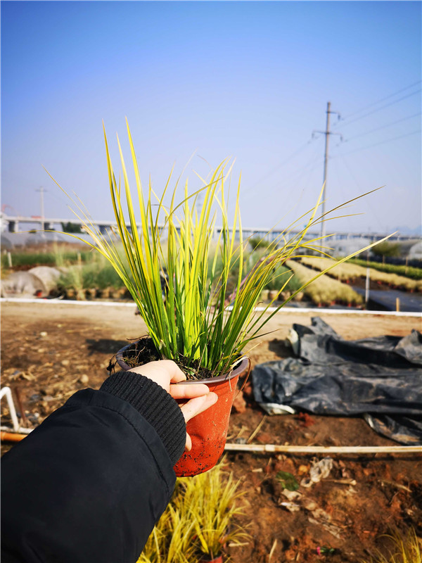 金叶石菖蒲 金叶石菖蒲价格 金叶石菖蒲批发